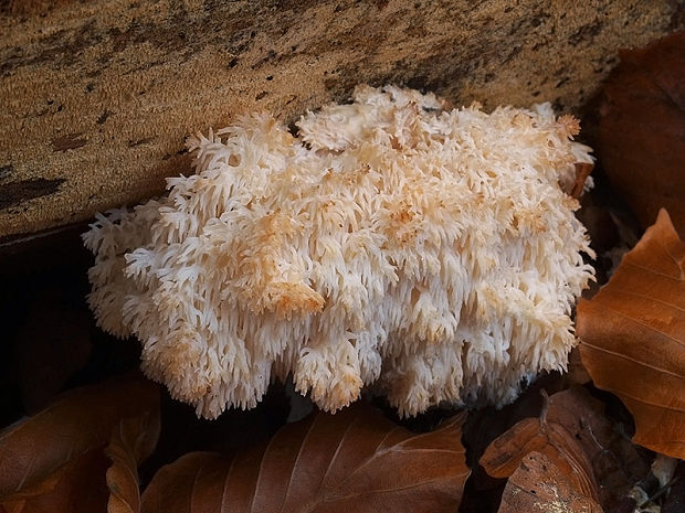 koralovec jedľový Hericium alpestre Pers.