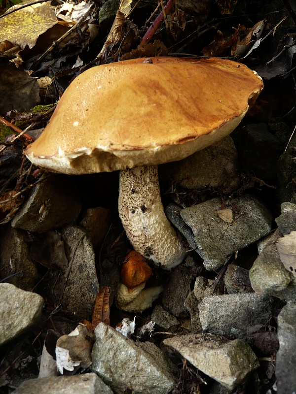 kozák osikový Leccinum albostipitatum den Bakker & Noordel.