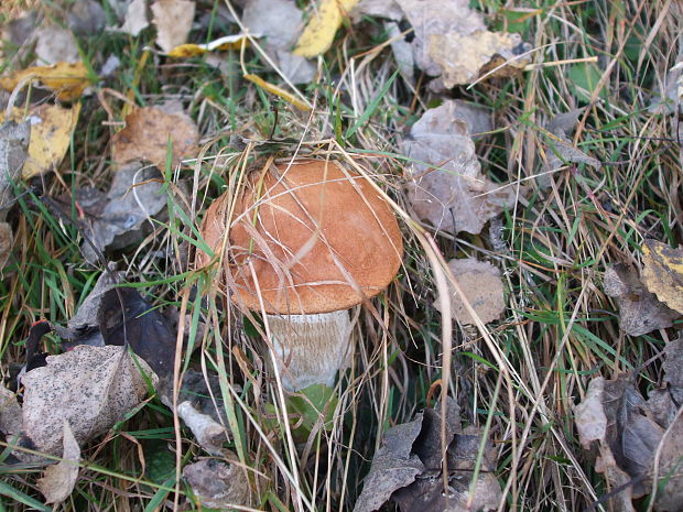 kozák osikový Leccinum albostipitatum den Bakker & Noordel.