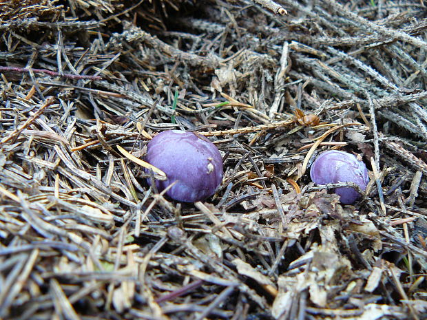 pôvabnica fialová Lepista nuda (Bull.) Cooke