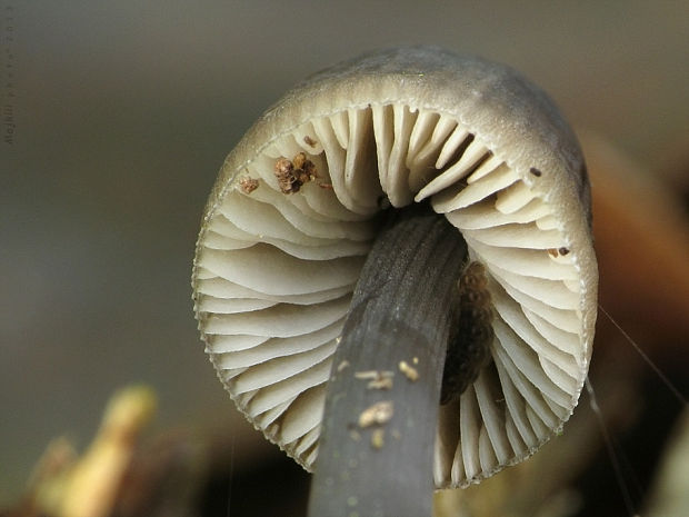 prilbička mliečna Mycena galopus (Pers.) P. Kumm.