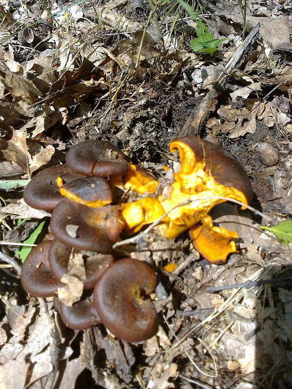 kališník hnedooranžový Omphalotus olearius (DC.) Singer