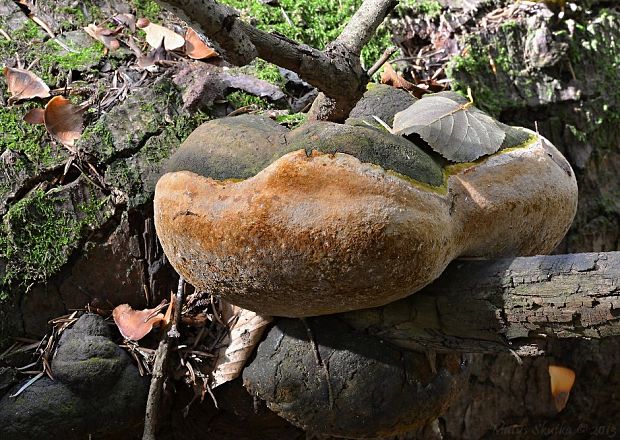 ohňovec Hartigov Phellinus hartigii (Allesch. & Schnabl) Pat.