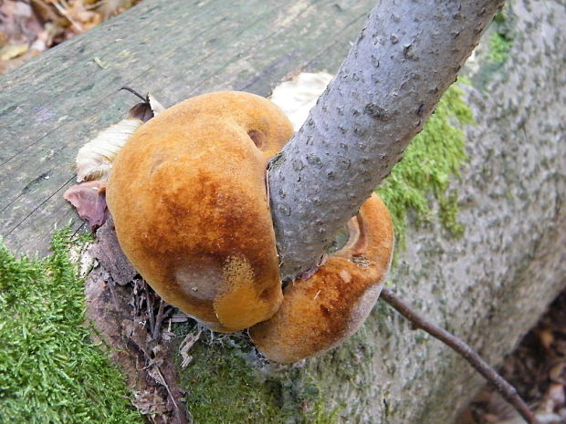 ohňovec Hartigov Phellinus hartigii (Allesch. & Schnabl) Pat.