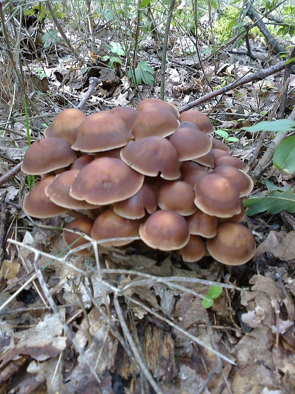 drobuľka vodomilná Psathyrella piluliformis (Bull.) P.D. Orton