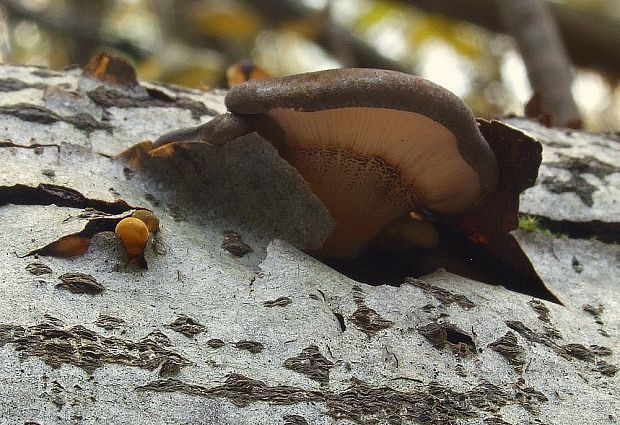 pňovka neskorá Sarcomyxa serotina (Pers.) P. Karst.