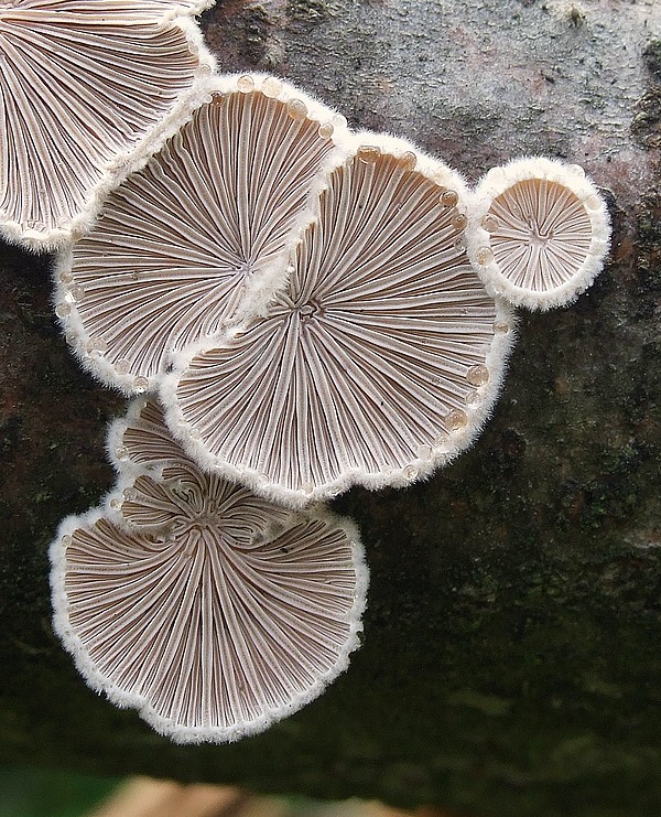 klanolupeňovka obyčajná Schizophyllum commune Fr.