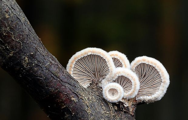 klanolupeňovka obyčajná Schizophyllum commune Fr.