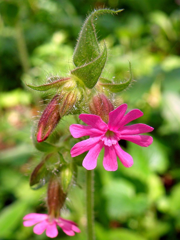 silenka červená / silenka dvoudomá Silene dioica (L.) Clairv.