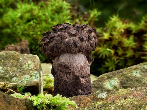 šiškovec šupinatý Strobilomyces strobilaceus (Scop.) Berk.