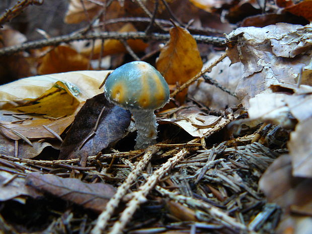 golierovka zelenkastá Stropharia aeruginosa (Curtis) Quél.