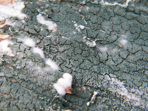 trichoderma Trichoderma sp.