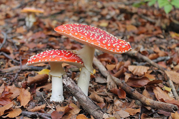 muchotrávka červená Amanita muscaria (L.) Lam.