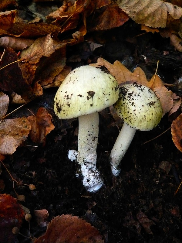 muchotrávka zelená Amanita phalloides (Vaill. ex Fr.) Link