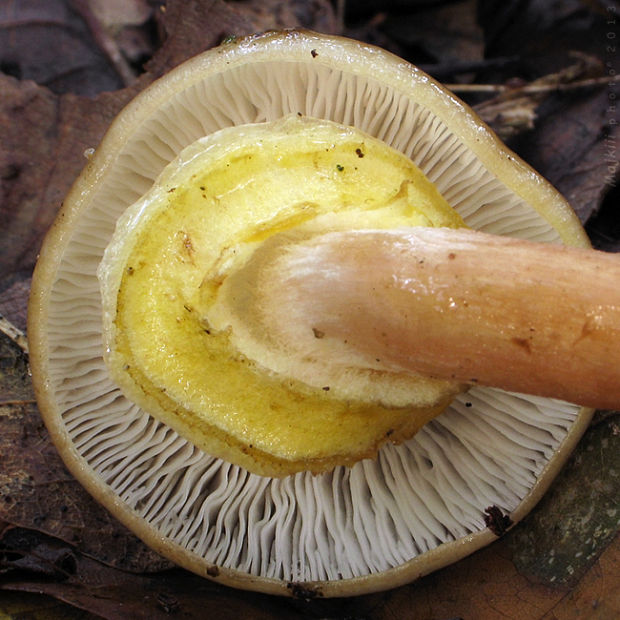 podpňovka obyčajná Armillaria mellea (Vahl) P. Kumm.