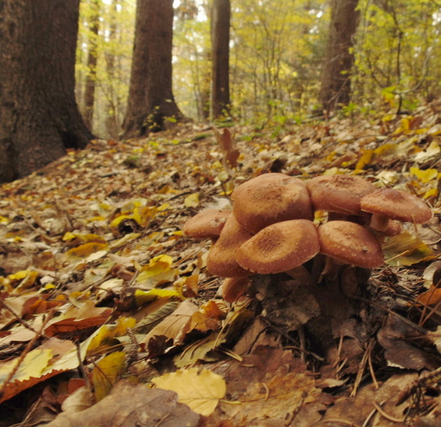 podpňovka tmavá Armillaria ostoyae (Romagn.) Herink