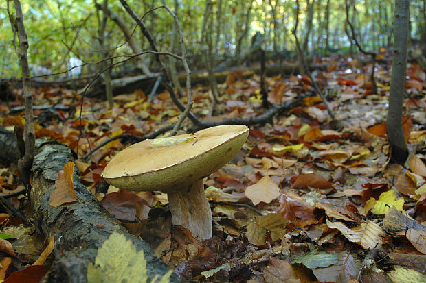 hríb smrekový Boletus edulis Bull.