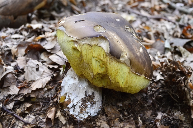 hríb smrekový Boletus edulis Bull.