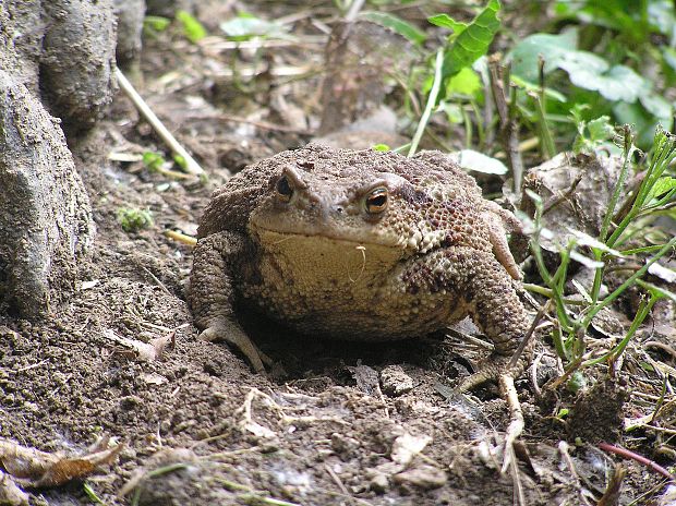 ropucha obyčajná severná Bufo bufo bufo L.