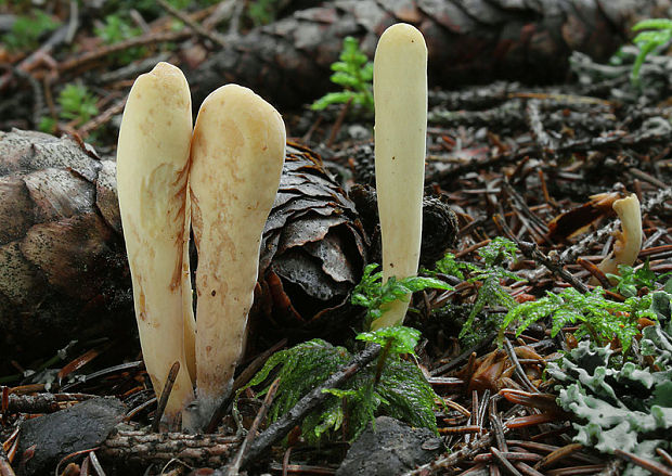 kyjak jazykovitý Clavariadelphus ligula (Schaeff.) Donk