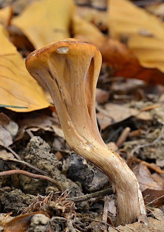 kyjak useknutý Clavariadelphus truncatus Donk