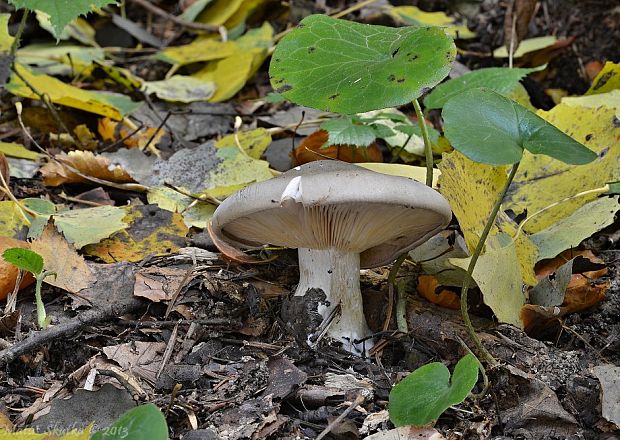 strmuľka inovaťová Clitocybe nebularis (Batsch) P. Kumm.