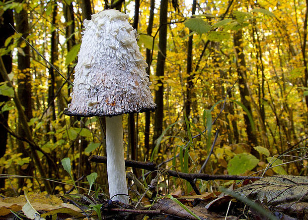 hnojník obyčajný Coprinus comatus (O.F. Müll.) Pers.