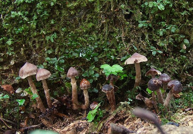 pavučinovec Cortinarius sp.