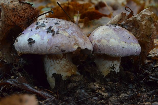 pavučinovec Cortinarius sp.