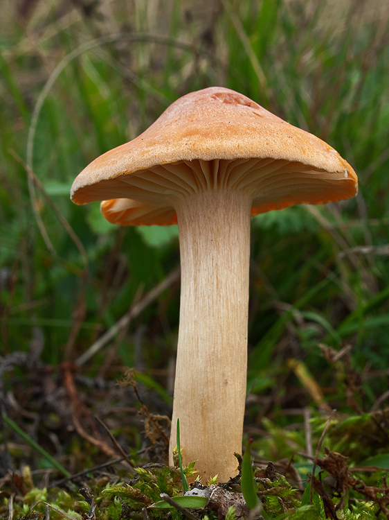 lúčnica statná Cuphophyllus pratensis (Fr.) Bon