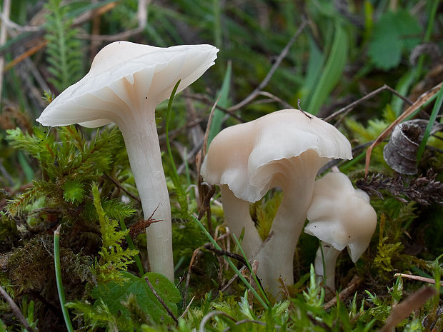 lúčnica snehobiela Cuphophyllus virgineus (Wulfen) Kovalenko