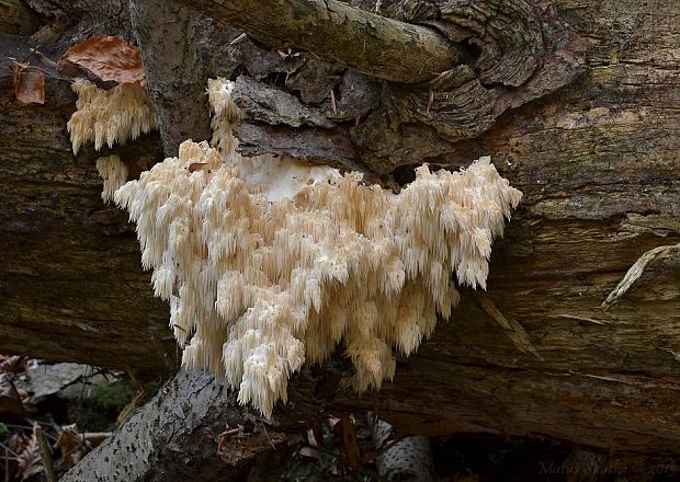 koralovec jedľový Hericium alpestre Pers.