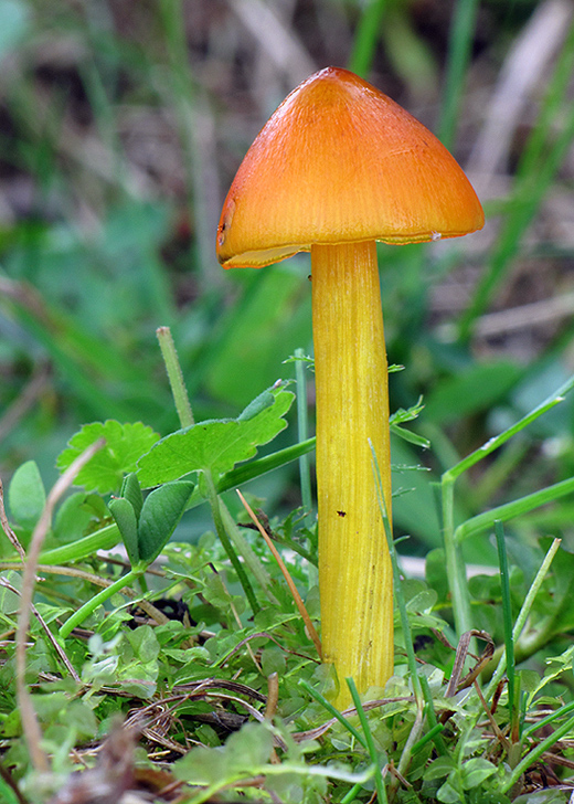 lúčnica kužeľovitá Hygrocybe conica (Schaeff.) P. Kumm.