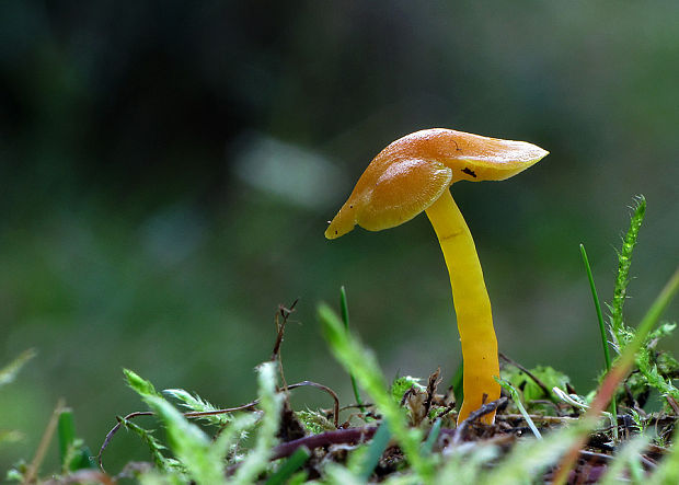 lúčnica Hygrocybe sp.