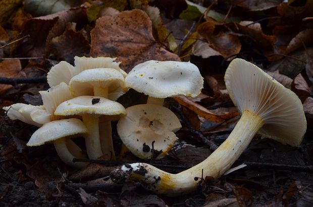 šťavnačka žltovločkatá Hygrophorus chrysodon (Batsch) Fr.