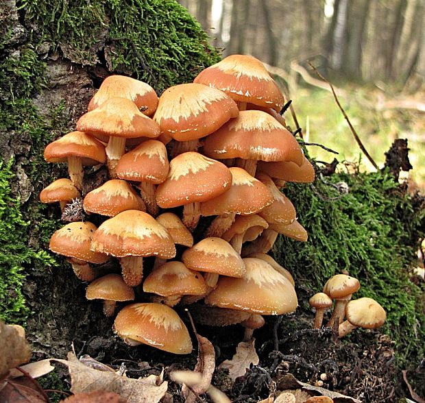 šupinačka menlivá-opeňka měnlivá Kuehneromyces mutabilis (Schaeff.) Singer & A.H. Sm.