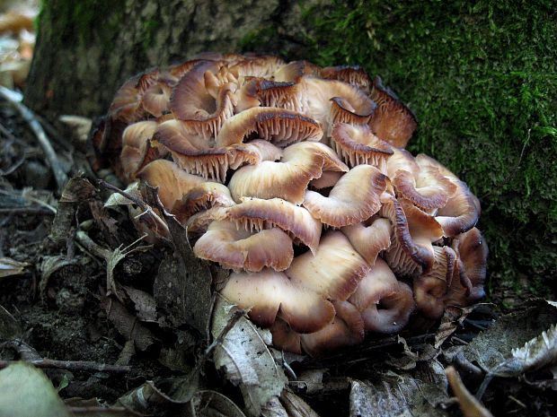 húževnatček ulitovitý Lentinellus cochleatus (Pers.) P. Karst.