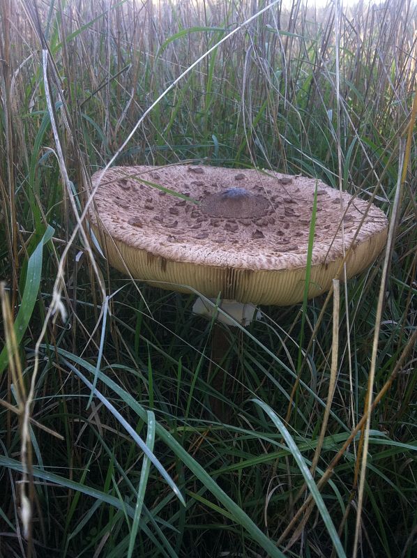 bedľa Macrolepiota sp.