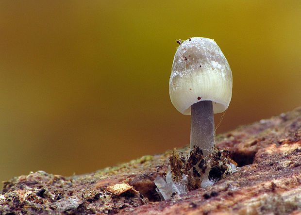 prilbička hnedosivá Mycena tintinnabulum (Paulet) Quél.