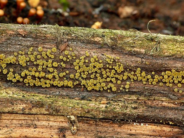 lachnetka vosková Neodasyscypha cerina (Pers.) Spooner