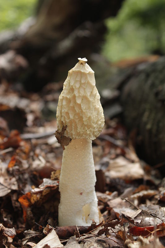 hadovka smradľavá Phallus impudicus L.