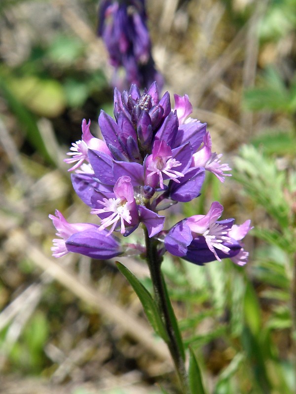 horčinka obyčajná / vítod obecný Polygala vulgaris L.