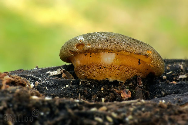 pňovka neskorá Sarcomyxa serotina (Pers.) P. Karst.