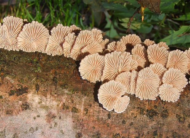 klanolupeňovka obyčajná Schizophyllum commune Fr.