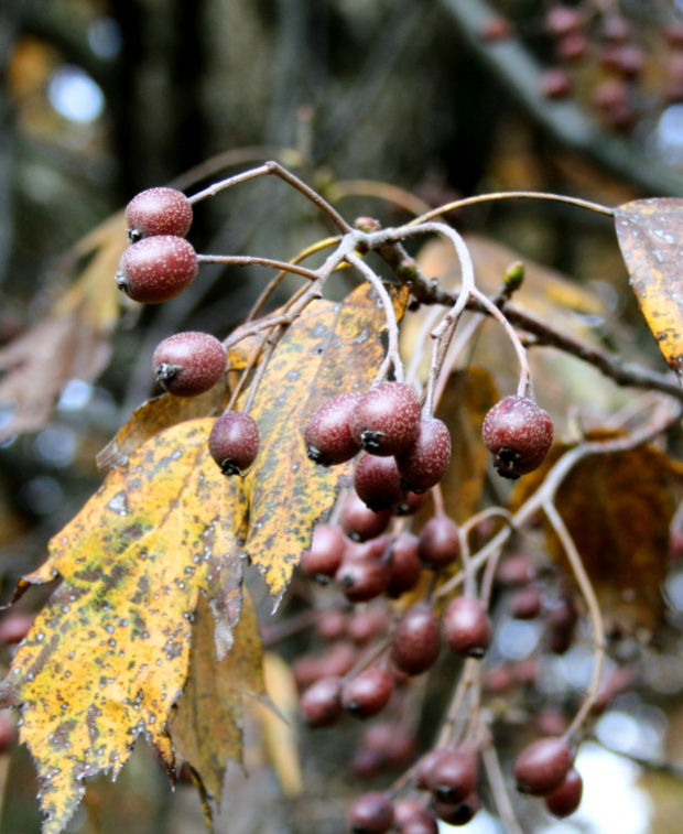 jarabina brekyňová Sorbus torminalis (L.) Crantz