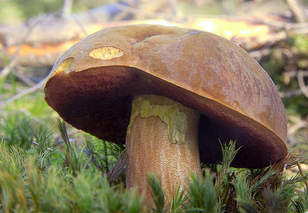 hríb zrnitohlúbikový Sutorius luridiformis (Rostk.) G. Wu & Zhu L. Yang