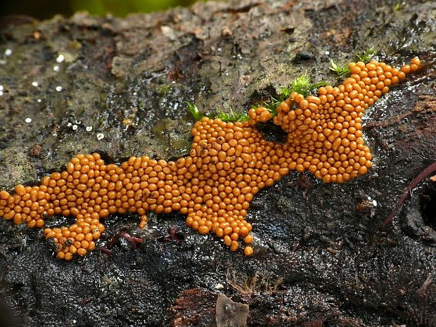 vlasnačka Trichia sp.