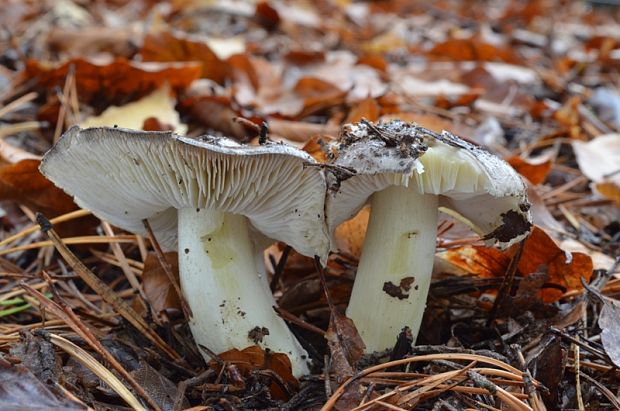 čírovka sivá Tricholoma portentosum (Fr.) Quél.