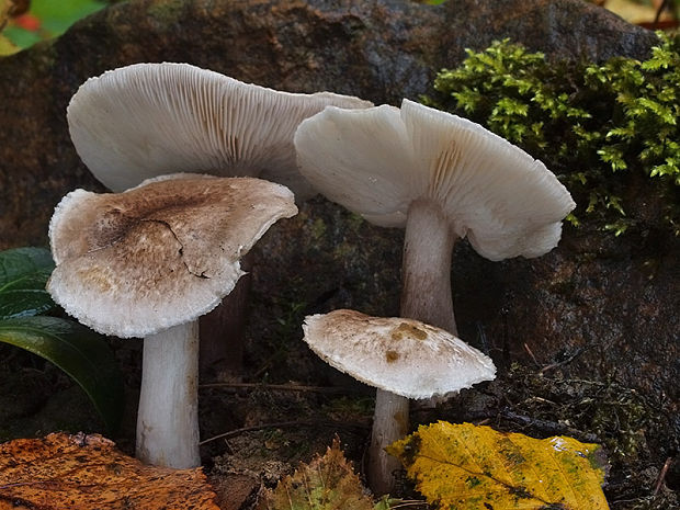 čírovka sivookrová Tricholoma scalpturatum (Fr.) Quél.