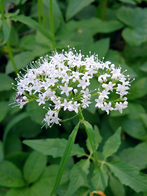 valeriána trojená / kozlík trojený Valeriana tripteris L.